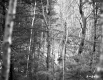 Bradish Property, Forest View