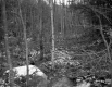 Bradish Property, Forest View