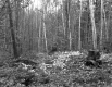 Bradish Property, Forest View
