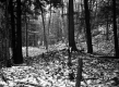 Van Schaik Property, Forest View