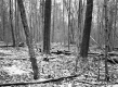 Van Schaik Property, Forest View