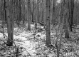 Van Schaik Property, Forest View
