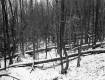 Van Schaik Property, Forest View