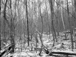 Stevens Property, Forest View