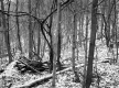 Stevens Property, Forest View