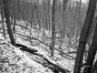 Stevens Property, Forest View
