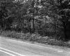 Trees by Road