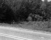 Trees by Road