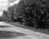 Trees by Road