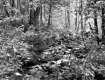 Stream in Forest
