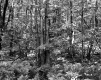 Small Trees in Forest