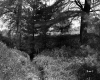Grass and Trees