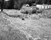 Field by Houses