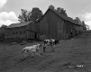 Cows behind Barn