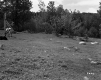 Cow in Field