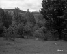 Wooded Hills