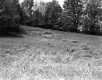 Grassy Slope