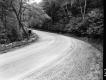 Trees Surrounding Road