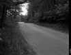 Trees by Road