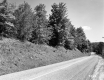 Trees by Road