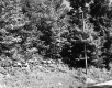 Trees on Hill