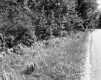 Trees by Road