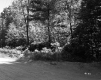 Trees by Dirt Road