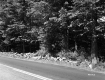 Trees by Paved Road