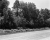 Trees by Paved Road