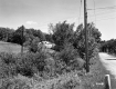 Shrubs by Road