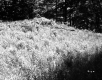 Grassy Slope