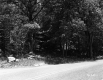 Trees by Road