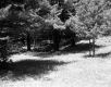 Trees in Field