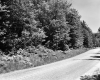 Trees by Road