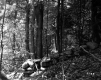 Stone Wall in Forest