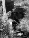 Dam, Spillway and Stream