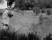 Grassy Backyard