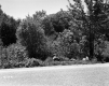 Trees by Road