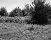 Trees by Field