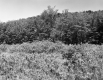 Wooded Hill