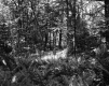 Ferns in Forest