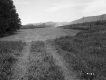 Grassy Field