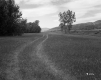 Tracks through Grass