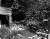 Trees by House