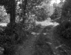 Dirt Road through Forest
