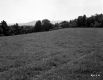 Grassy Field