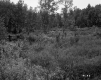 Beaver Pond Area