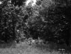 Trees and Grass 