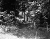 Wire Fence by Forest