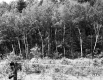 Wire Fence by Forest
